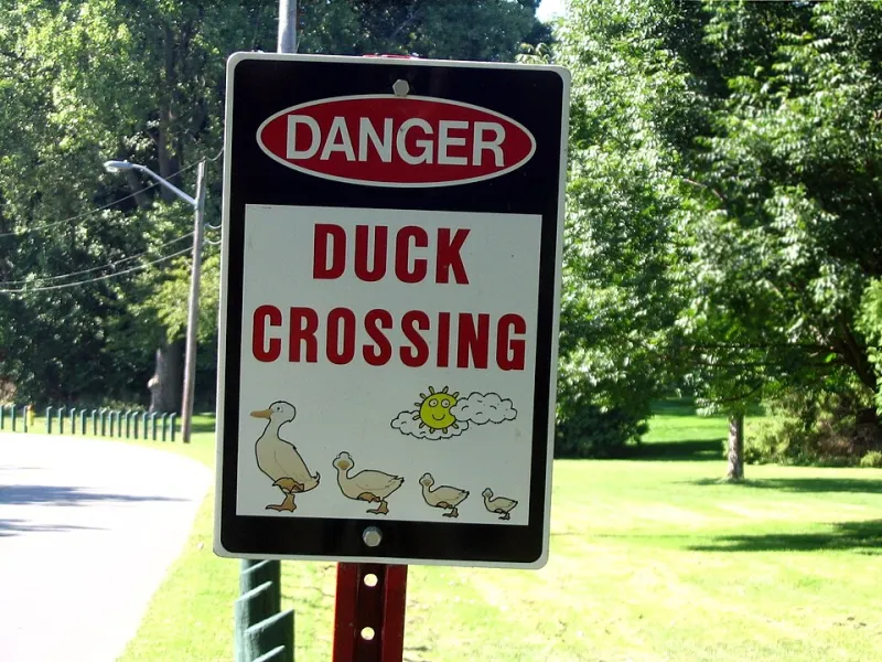 From Pond to Pixel: How Duck-Themed Coding Games Are Turning Little Quackers Into Junior Programmers