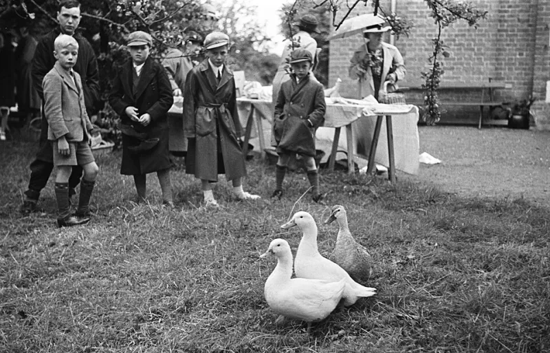 Why Ducks Are Nature's Tiny Geniuses (And What They're Teaching Your Kids Without Anyone Realizing It)