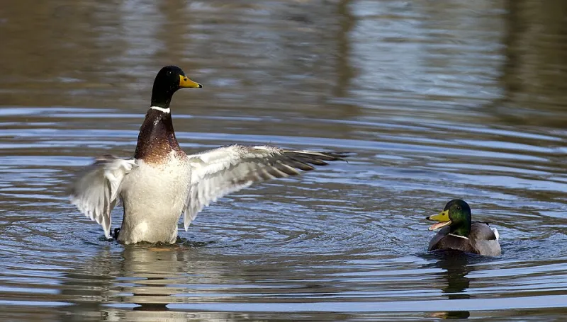 Flock Goals: What Duck Squads Can Teach Your Kids About Being a Truly Great Friend