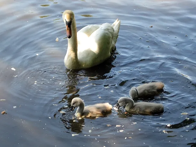 5 Beautiful Life Lessons Your Kids Pick Up Just by Watching Ducks on TV
