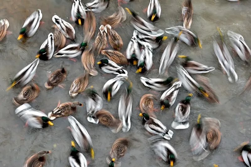 Wings Across America: The Mind-Blowing Duck Migration Adventure Every Kid Should Know About